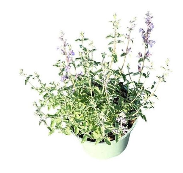 Kattemynte - Nepeta faassenii Walkers Low  - 164850