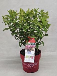Hovedbilde Syrinhortensia - Hydrangea pan. Redlight  - ...