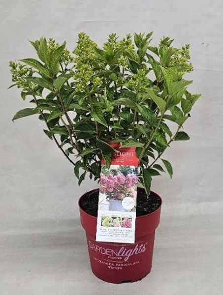 Syrinhortensia - Hydrangea pan. Redlight  - 164360