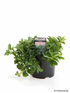 Hovedbilde Oregano - ORIGANUM MAJORANA  - 162701