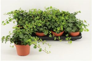 Hovedbilde EF&Oslash;Y 12CM