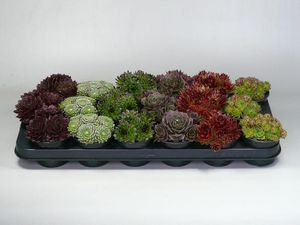 Hovedbilde Takl&oslash;k - Sempervivum mix  - 162709