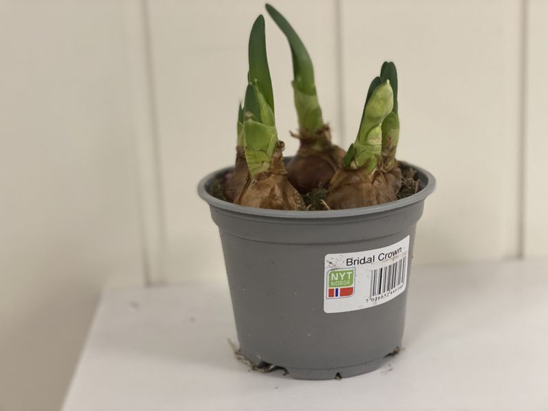 BRIDAL CROWN / DUFTLILJE