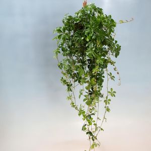 Hovedbilde Prinsessevin - CISSUS STRIATA  - 163882