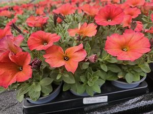 Hovedbilde PETUNIA BEAUTICAL RED MAPLE  - 162096