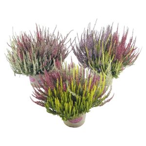 Hovedbilde H&oslash;stlyng - Calluna vulgaris Garden Girls Trio  - ...