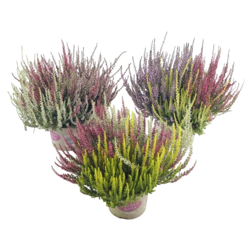 Høstlyng - Calluna vulgaris Garden Girls Trio  - 165584