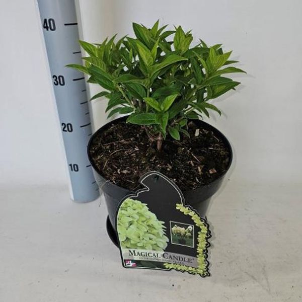 Syrinhortensia - Hydrangea pan. Magical Candle  - 164360