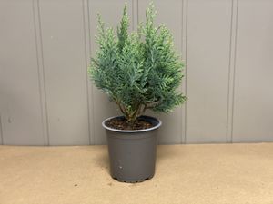 Hovedbilde Vintergr&oslash;nn mix