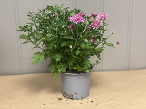 Hovedbilde Frilandscrys 12cm