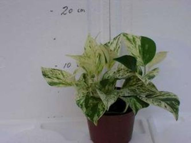 Hovedbilde Gullranke Marble Queen D12