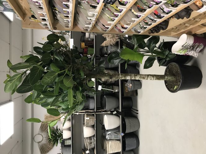 Hovedbilde FICUS BENGHALENSIS 'AUDREY'