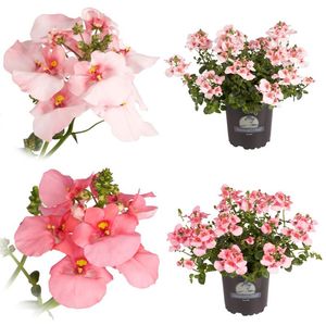 Hovedbilde Tvillingblomst - DIASCIA BARBERAE  - 162701