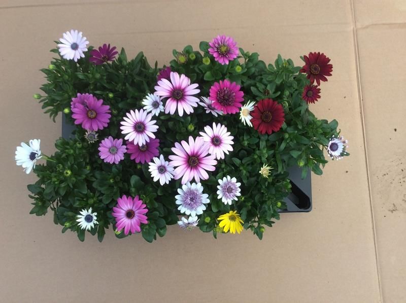 Spansk Margeritt - OSTEOSPERMUM ECKLONIS  - 161649