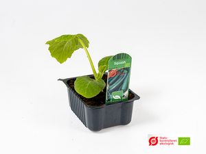 Hovedbilde Squash - CUCURBITA PEPO/SQUASH 'AMBASSADOR F1' - ...