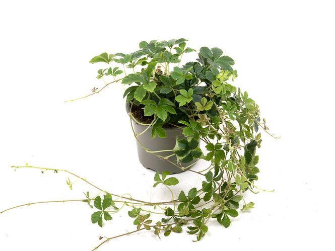 Hovedbilde Cissus striata P12 Compacta
