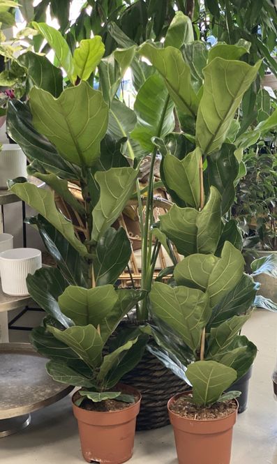Hovedbilde Fiolinfiken - Ficus Lyrata Bambino