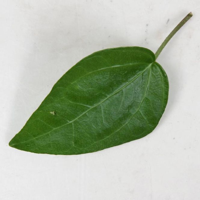 Hovedbilde Eføy - HEDERA HELIX  - 152500