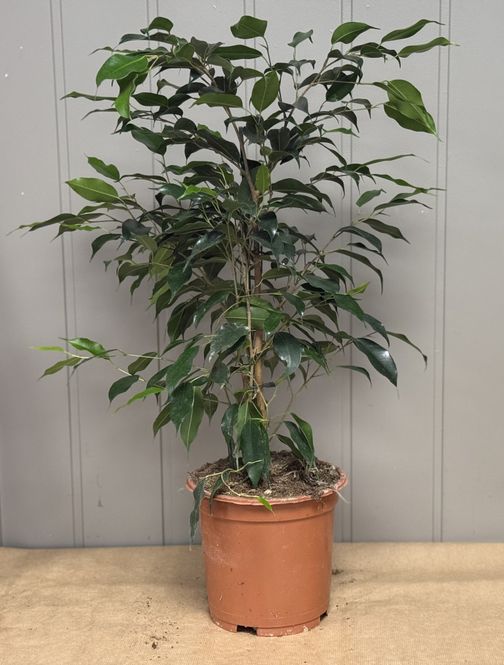 Hovedbilde Ficus benjamina - 152839-3