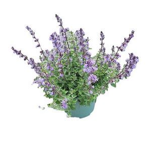 Hovedbilde Kattemynte - Nepeta faassenii Purrsian Blue  - ...