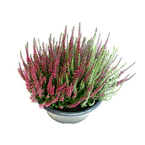Hovedbilde Calluna vulgaris Garden Girls Trio Schale, ohne ...