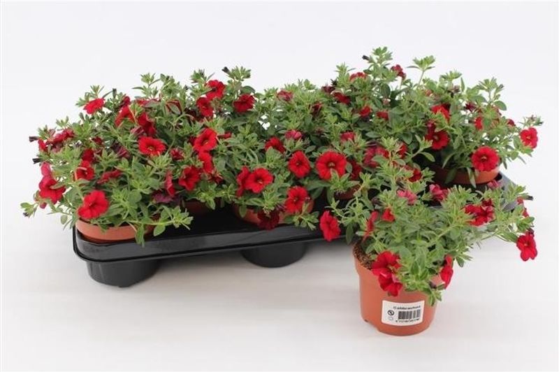 Millionbells - Calibrachoa Super Red  - 162709
