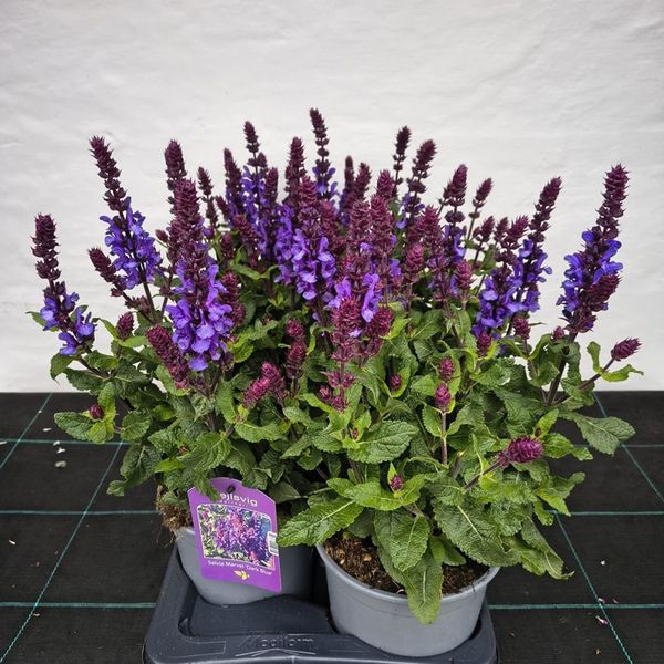 Salvie - SALVIA NEMOROSA 'MARVEL DARK BLUE' - 163882