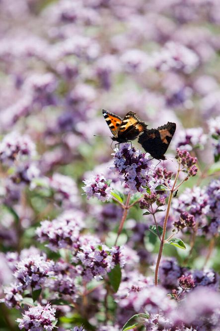 Hovedbilde Oregano, Bergmynte