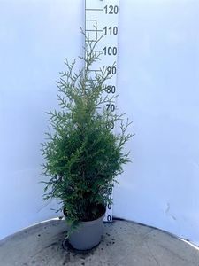 Hovedbilde THUJA OCC. BRABANT C5 - 164849