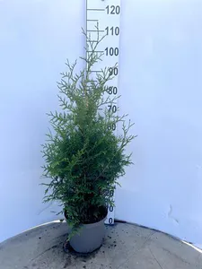 Hovedbilde THUJA OCC. BRABANT C5 - 164849