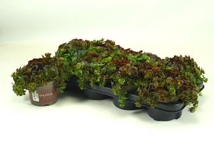 Hovedbilde Sedum tetractinum Coral Reef  - 165583