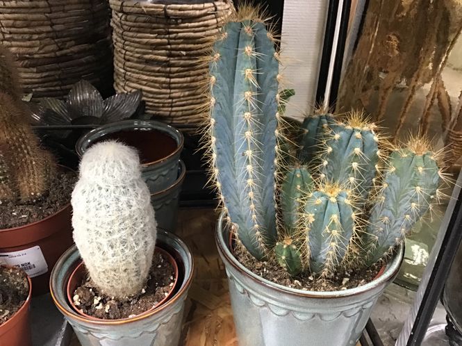 Hovedbilde Cactus Mix D8,5