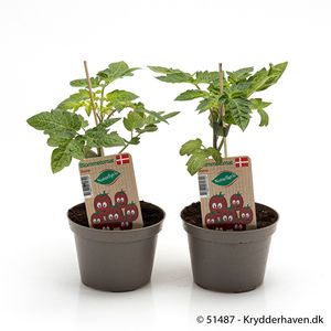 Hovedbilde Tomat - LYCOPERSICON LYCOP./TOMAT 'BLOMME' - ...