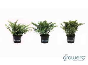 Hovedbilde Japansk myrt - CUPHEA HYSSOPIFOLIA  - 161649