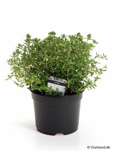 Hovedbilde Timian - THYMUS VULGARIS/TIMIAN  - 162701