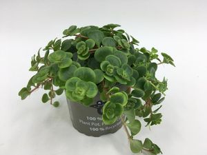 Hovedbilde Krypsedum - SEDUM MAKINOI 'TORNADO' - 165594