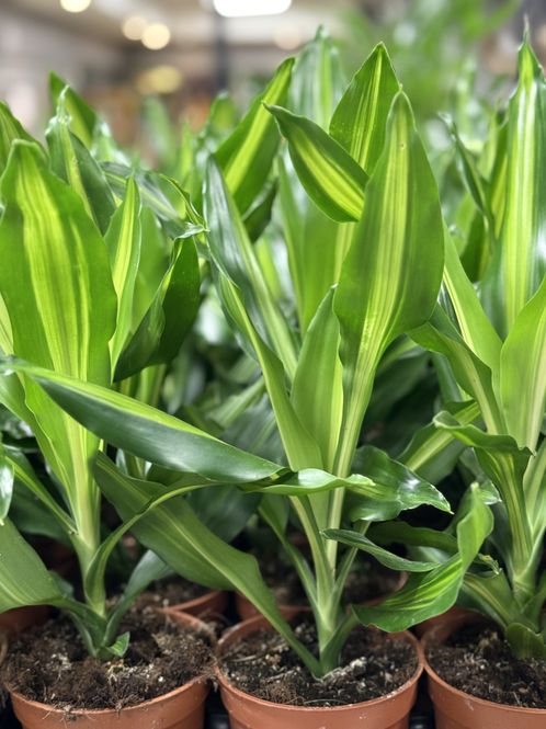 Hovedbilde Dracaena fragrans - 152839-2