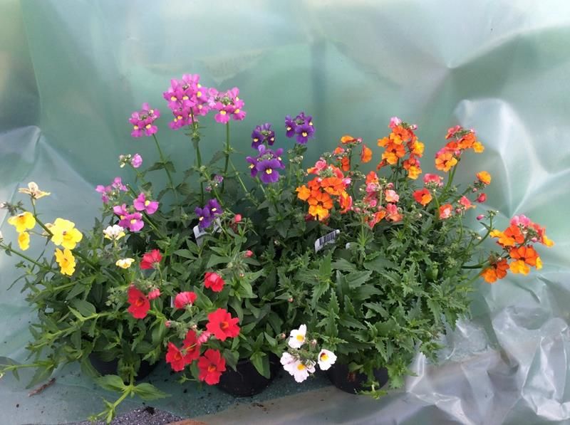 Kanel rose - NEMESIA-HYBRID  - 162701