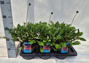 Hovedbilde Cosmos atrosanguineus Cherry Chocolate  - 164850
