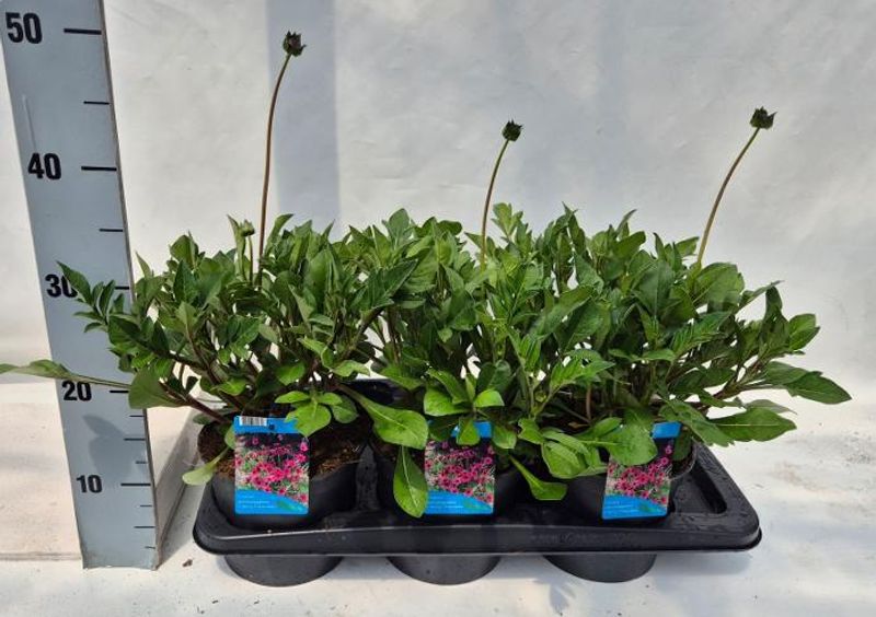 Cosmos atrosanguineus Cherry Chocolate  - 164850
