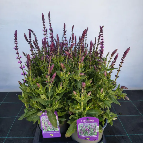 Salvie - SALVIA NEMOROSA 'DEEP ROSE SENSATI.' - 155419