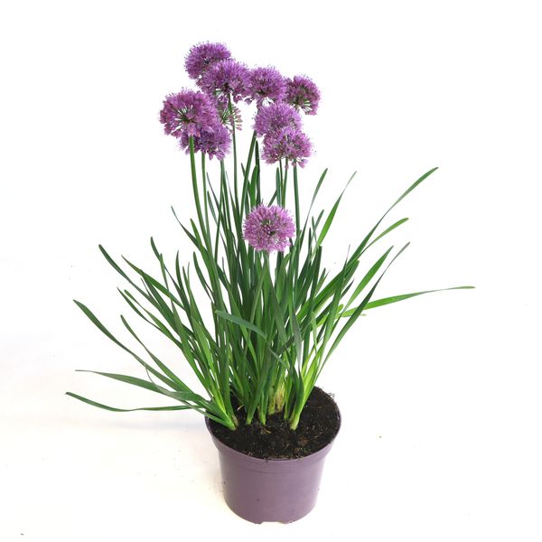 Allium - Allium senescens Millenium  - 161659