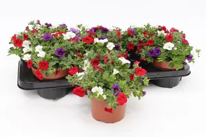 Hovedbilde Millionbells - Calibrachoa Cabaret Mixmasters ...