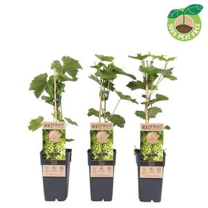 Hovedbilde Vinranke - Vitis Sukribe  - 162709