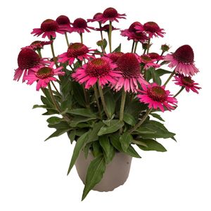 Hovedbilde Purpursolhatt - Echinacea purpurea Delicious ...