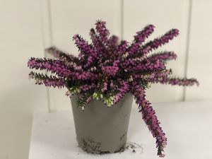 Hovedbilde PERLEBLOMST - MUSCARI BLUE MAGIC	