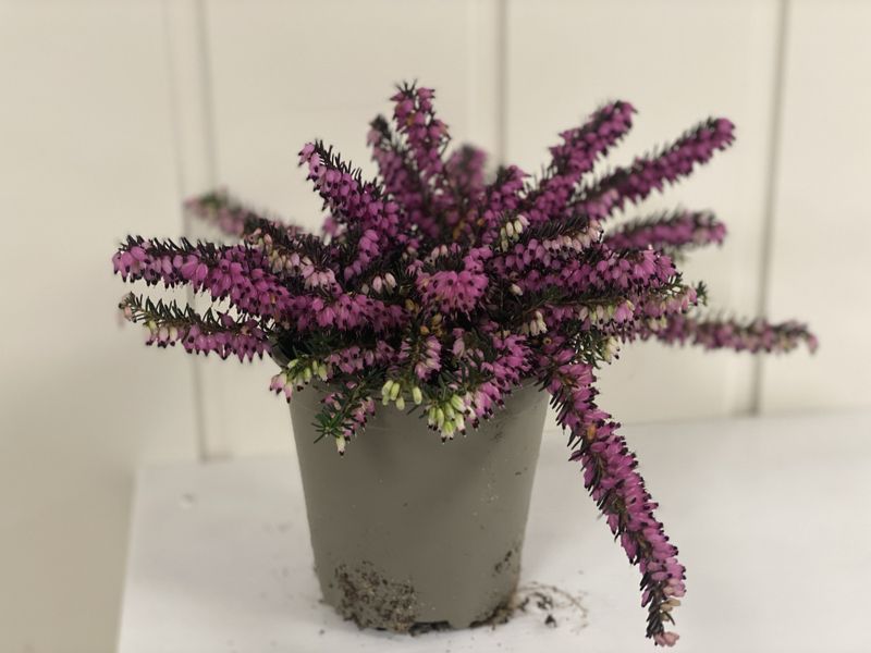 PERLEBLOMST - MUSCARI BLUE MAGIC	