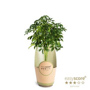 Hovedbilde Paraplytre - SCHEFFLERA ARBORICOLA  - 165594