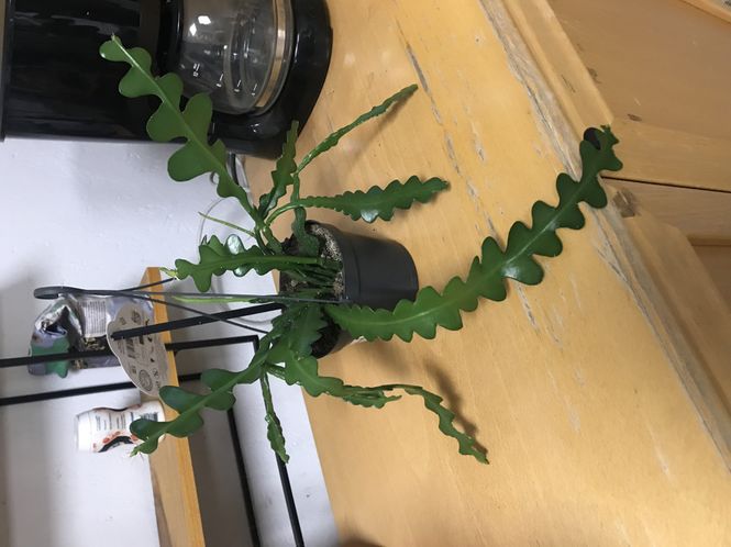 Hovedbilde Bladkaktus - EPIPHYLLUM ANGULIGER  - 150530