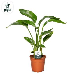 Hovedbilde hvit paradisfuglblomst - Strelitzia Nicolai  - ...